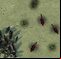 DarkBase Alien RTS